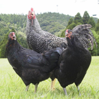 鹿児島の地鶏　黒さつま鶏