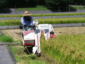 超早場米の収穫風景