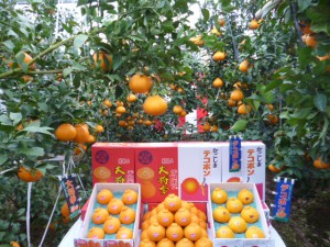 12月に出荷される大将季は、ビニルハウスの中で栽培されています。