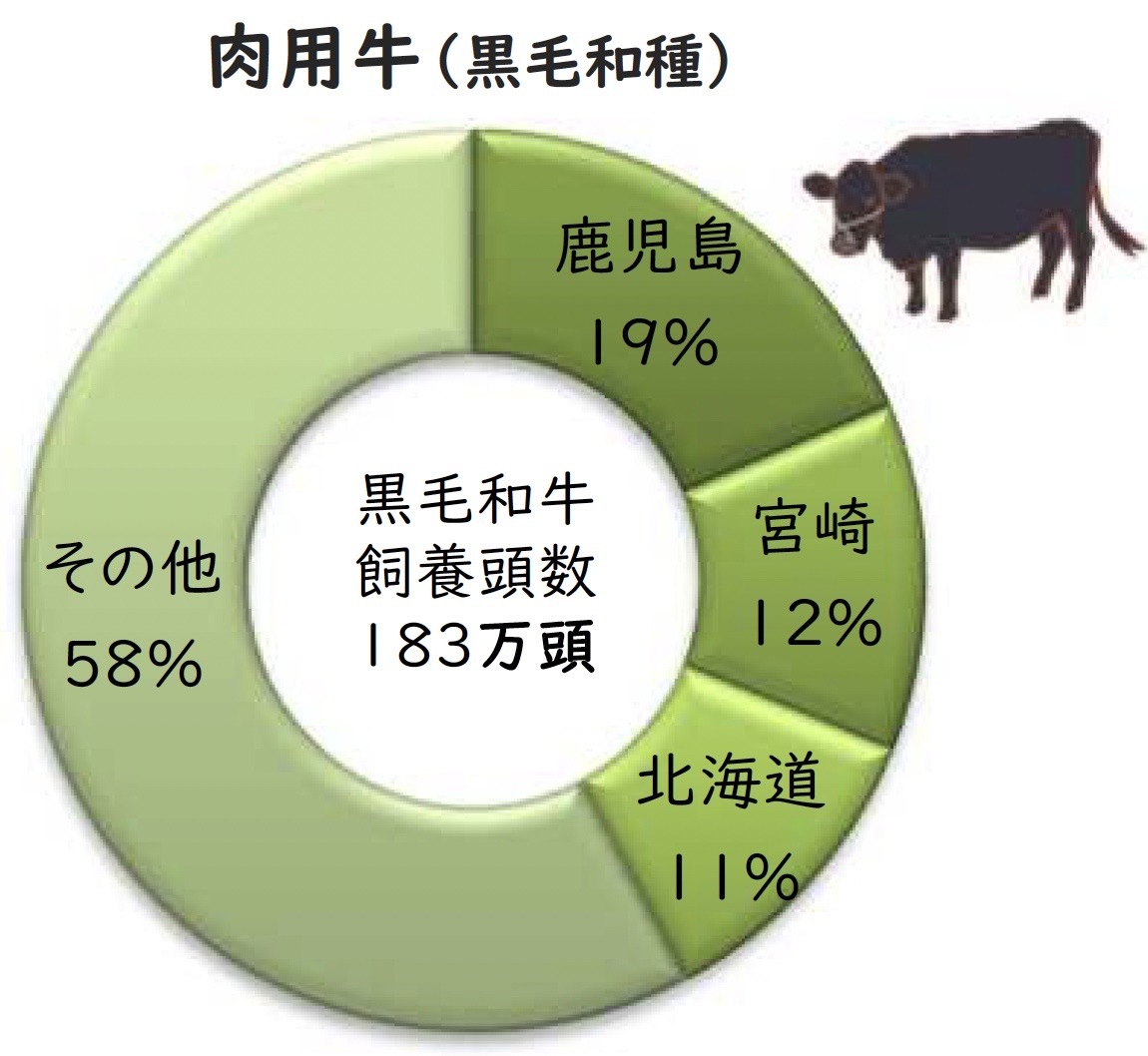 肉用牛(黒毛和種)