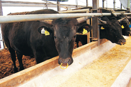 肉用牛の飼育の様子