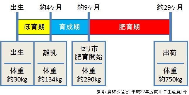 肉用牛ライフサイクル